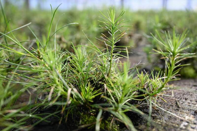 Romero Spinelli trabaja con Arauco en un modelo de inclusión laboral para personas con discapacidad 9 Romero Spinelli trabaja con Arauco en un modelo de inclusión laboral para personas con discapacidad imagen-8