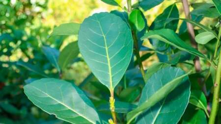 Passalacqua anunció la continuidad de la operatoria de descuento de cheques para el sector yerbatero Passalacqua anunció la continuidad de la operatoria de descuento de cheques para el sector yerbatero imagen-7