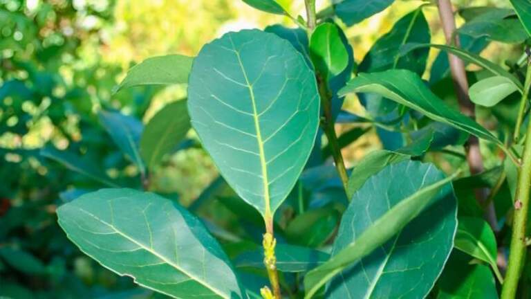 Passalacqua anunció la continuidad de la operatoria de descuento de cheques para el sector yerbatero imagen-26