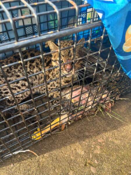 Un felino salvaje apareció en un camping de Alem y acampantes solicitaron auxilio a la Policía Un felino salvaje apareció en un camping de Alem y acampantes solicitaron auxilio a la Policía imagen-1