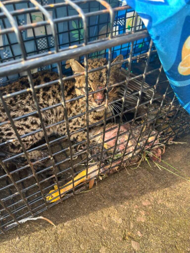 Un felino salvaje apareció en un camping de Alem y acampantes solicitaron auxilio a la Policía imagen-49