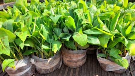 La Semana Periodística: Misiones continúa promoviendo la productividad imagen-8