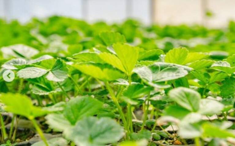 Chacras multiproductivas: proponen un régimen para diversificar la producción y fortalecer el arraigo rural imagen-35