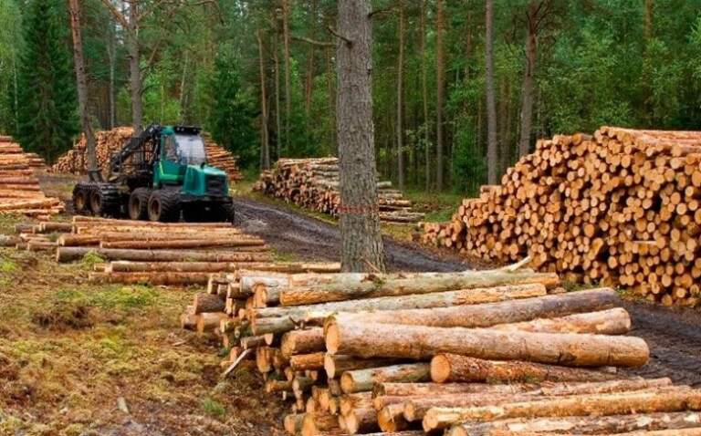 La paralización de la obra pública de Nación afecta al sector forestal misionero que ya acusa cese de plantaciones, bajas en ventas, reducción horaria y despidos imagen-17