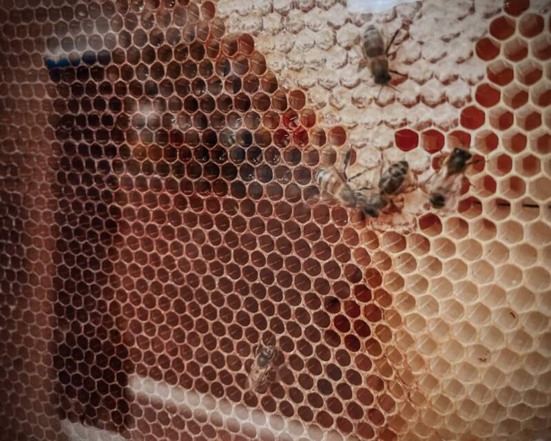 La meliponicultura tomó protagonismo en Misiones: una fiesta con mieles premiadas, ciencia y saberes rurales imagen-6