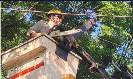 Este lunes se reanudó el Operativo Integral de Poda imagen-9