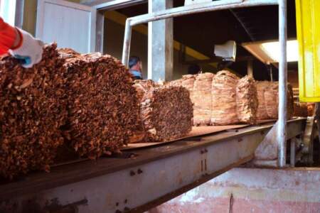 Misiones logra la mejor cosecha de tabaco en 16 años, casi 40 millones de kilos acopiados Misiones logra la mejor cosecha de tabaco en 16 años, casi 40 millones de kilos acopiados imagen-4