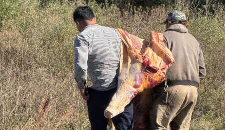 Saquearon un camión cargado de carne que volcó en la Ruta 14 en Entre Ríos imagen-9