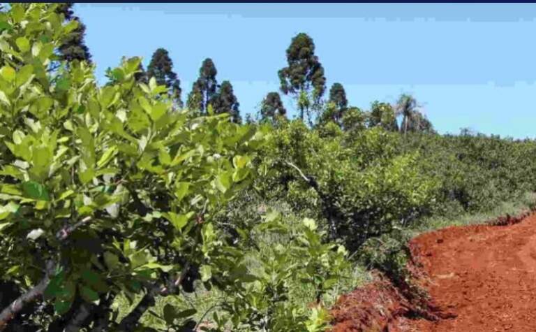 Travesía: "Comandante Andresito tiene mucho para ofrecer, somos uno de los mayores productores de yerba mate", destacan imagen-43