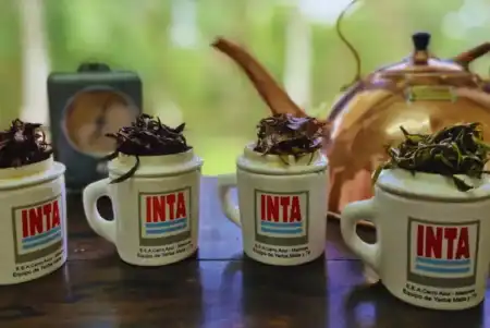 Té argentino: una infusión con calidad internacional imagen-3