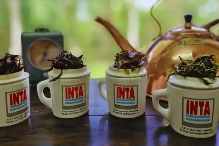 Té argentino: una infusión con calidad internacional imagen-6