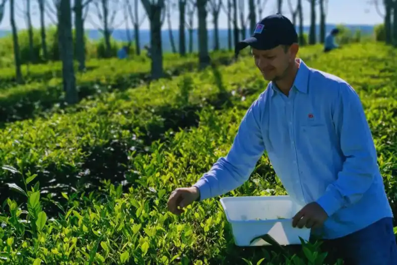 Té argentino: una infusión con calidad internacional imagen-2