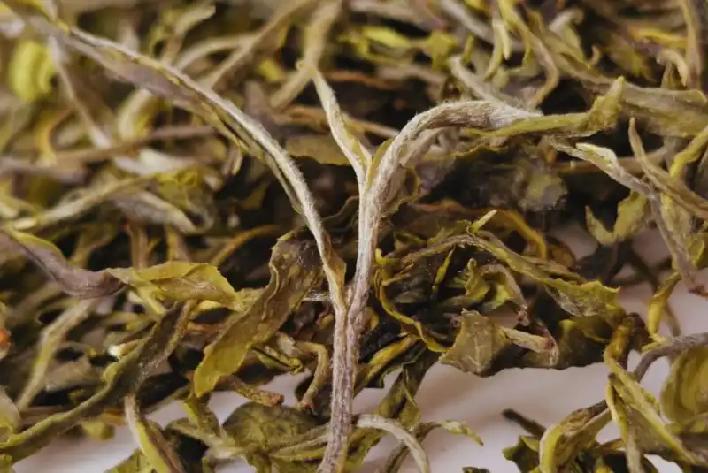 Té argentino: una infusión con calidad internacional imagen-4