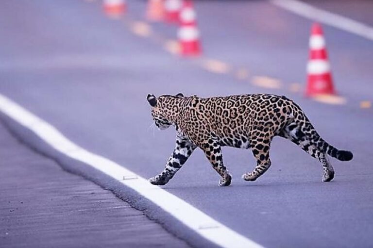 Con más de 5.000 muertes de fauna silvestre al año, relanzan la campaña “Yo freno por la fauna” para reducir atropellamientos y proteger a los animales imagen-3