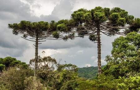 El Imibio lanzó un concurso literario con los árboles como protagonistas imagen-5
