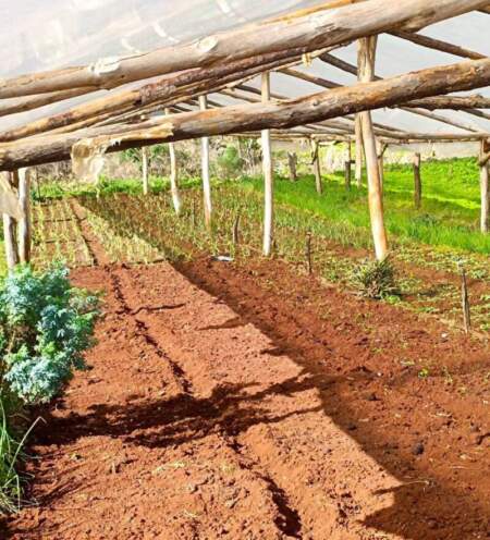 Familias productoras de Roca se sostienen construyendo soberanía alimentaria imagen-9