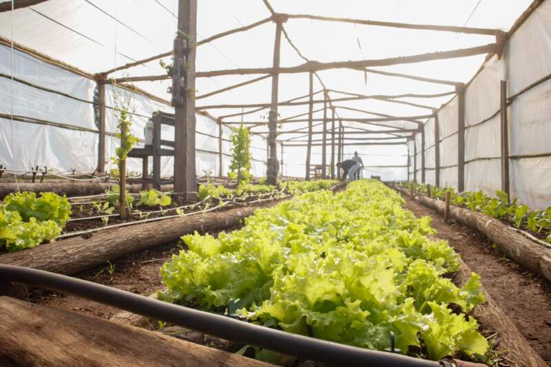 Autoabastecimiento carcelario: internos siembran y cosechan verduras en Loreto imagen-4