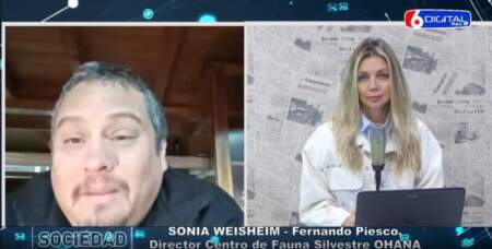 Desde la Fundación Ohana alertaron sobre el aumento de rescates de fauna silvestre en invierno y pidieron mayor respuesta judicial para frenar el tráfico ilegal imagen-8