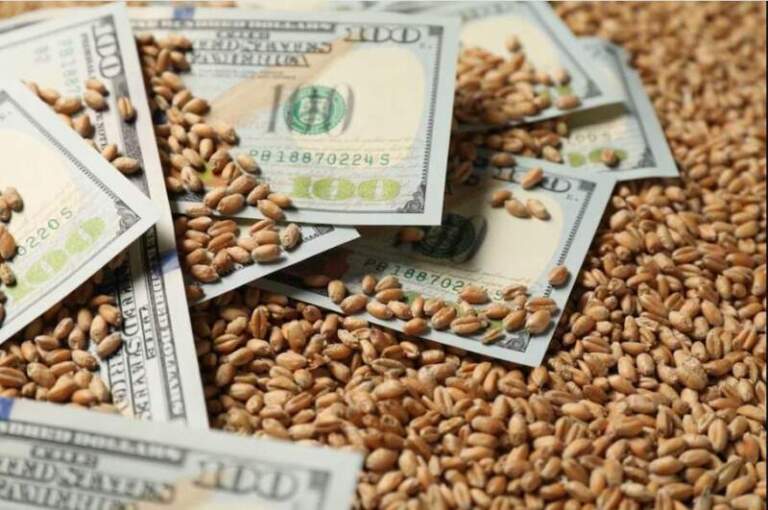 Agrodólares: el campo liquidó en el primer semestre la mayor cantidad de divisas en más de 20 años Agrodólares: el campo liquidó en el primer semestre la mayor cantidad de divisas en más de 20 años imagen-15