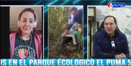 "Nos odiaban y eso era lo que queríamos": veterinaria del Parque El Puma explicó la estrategia de rehabilitación de tres yaguarundíes imagen-6