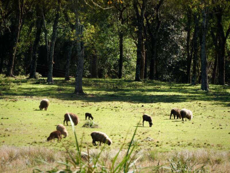 Cicloturismo en el Parque Temático de la Cruz: una nueva propuesta para descubrir el sur misionero sobre ruedas imagen-6
