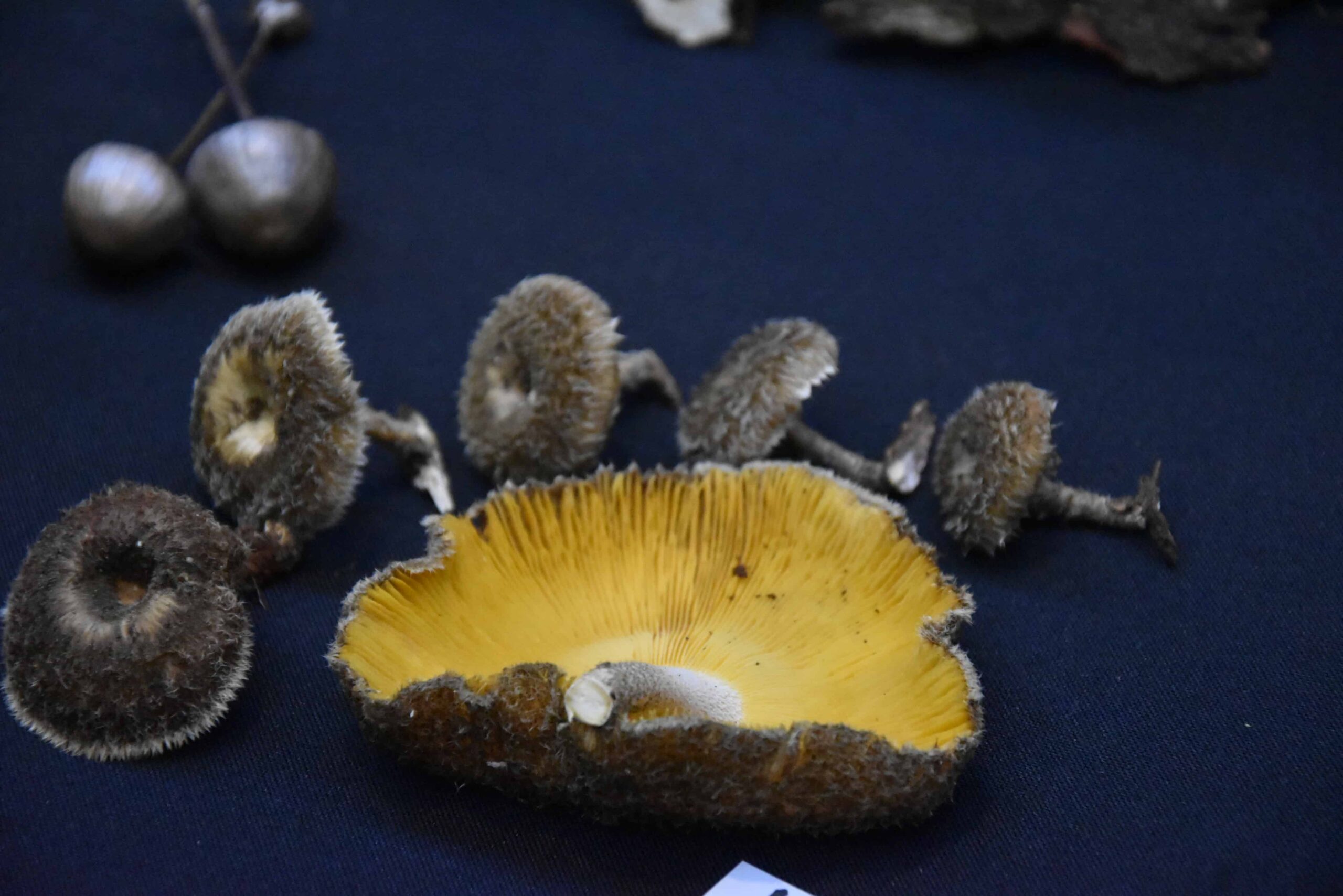 La Legislatura profundiza la concientización sobre la Funga Misionera imagen-6