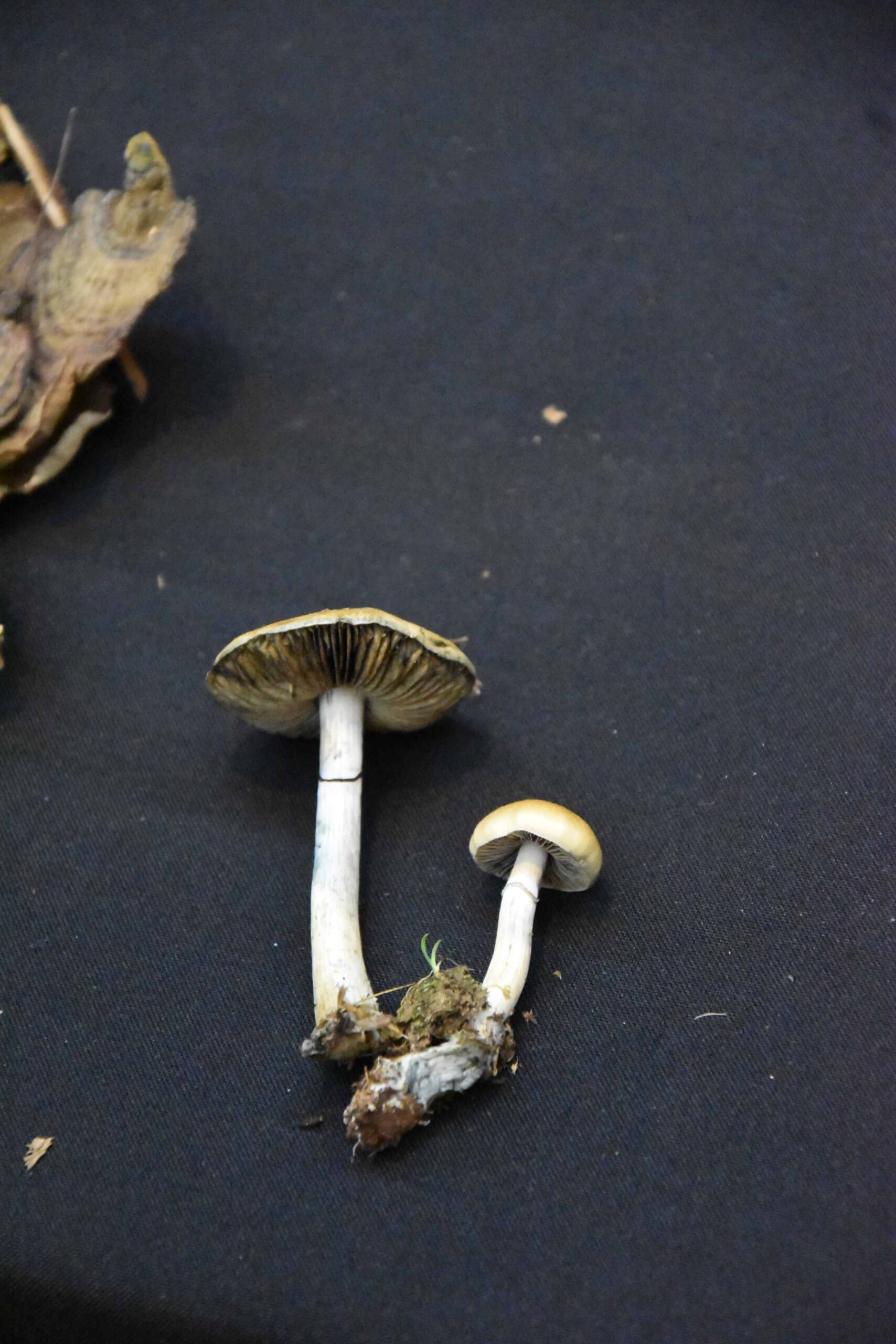 La Legislatura profundiza la concientización sobre la Funga Misionera imagen-4