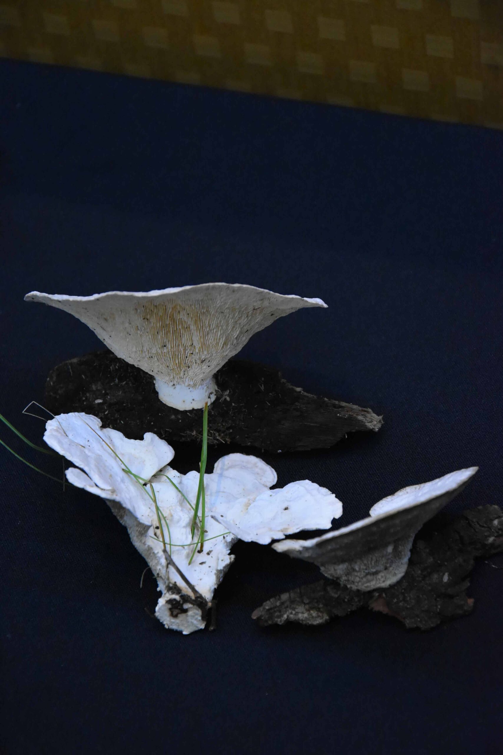 La Legislatura profundiza la concientización sobre la Funga Misionera imagen-8