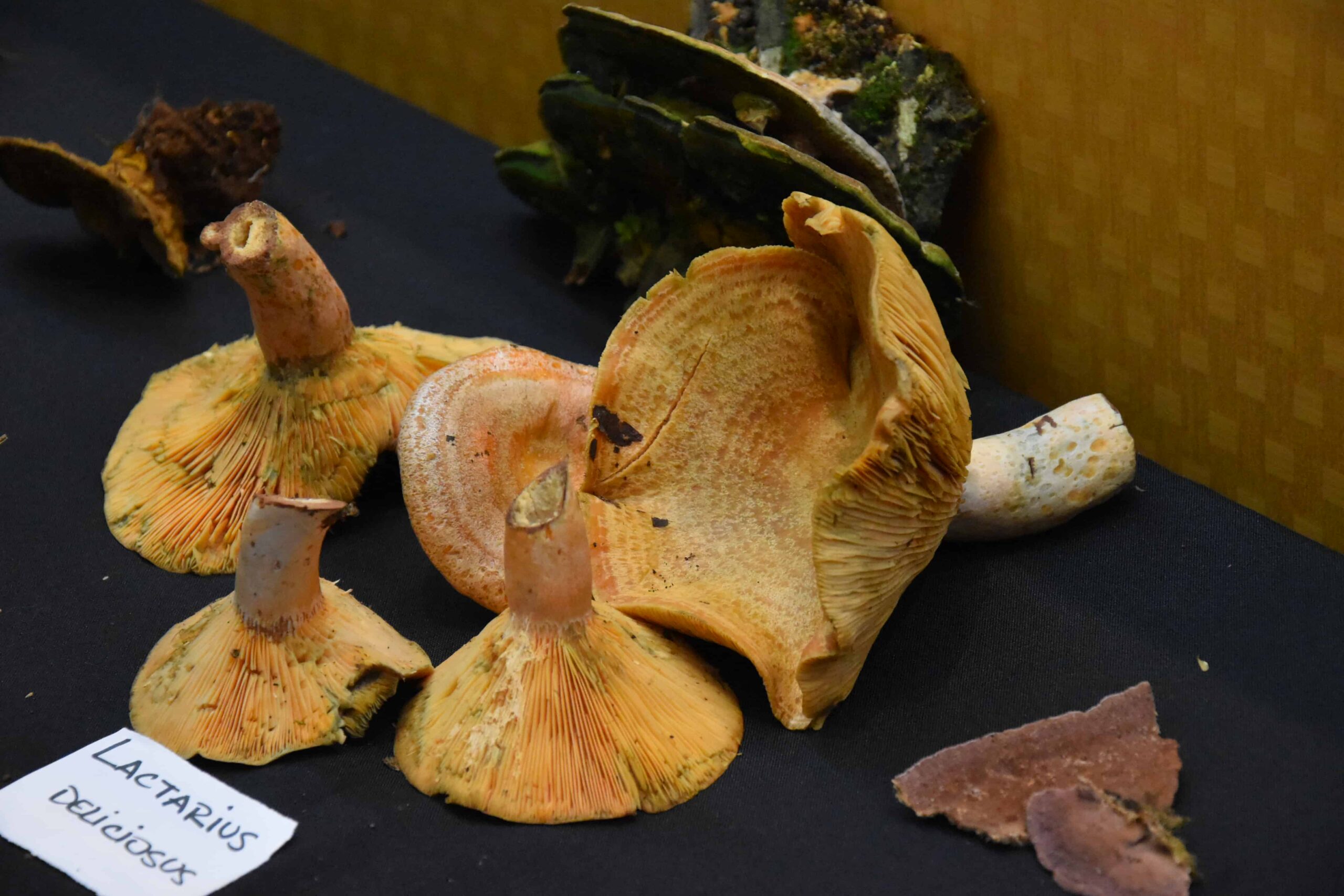 La Legislatura profundiza la concientización sobre la Funga Misionera imagen-2