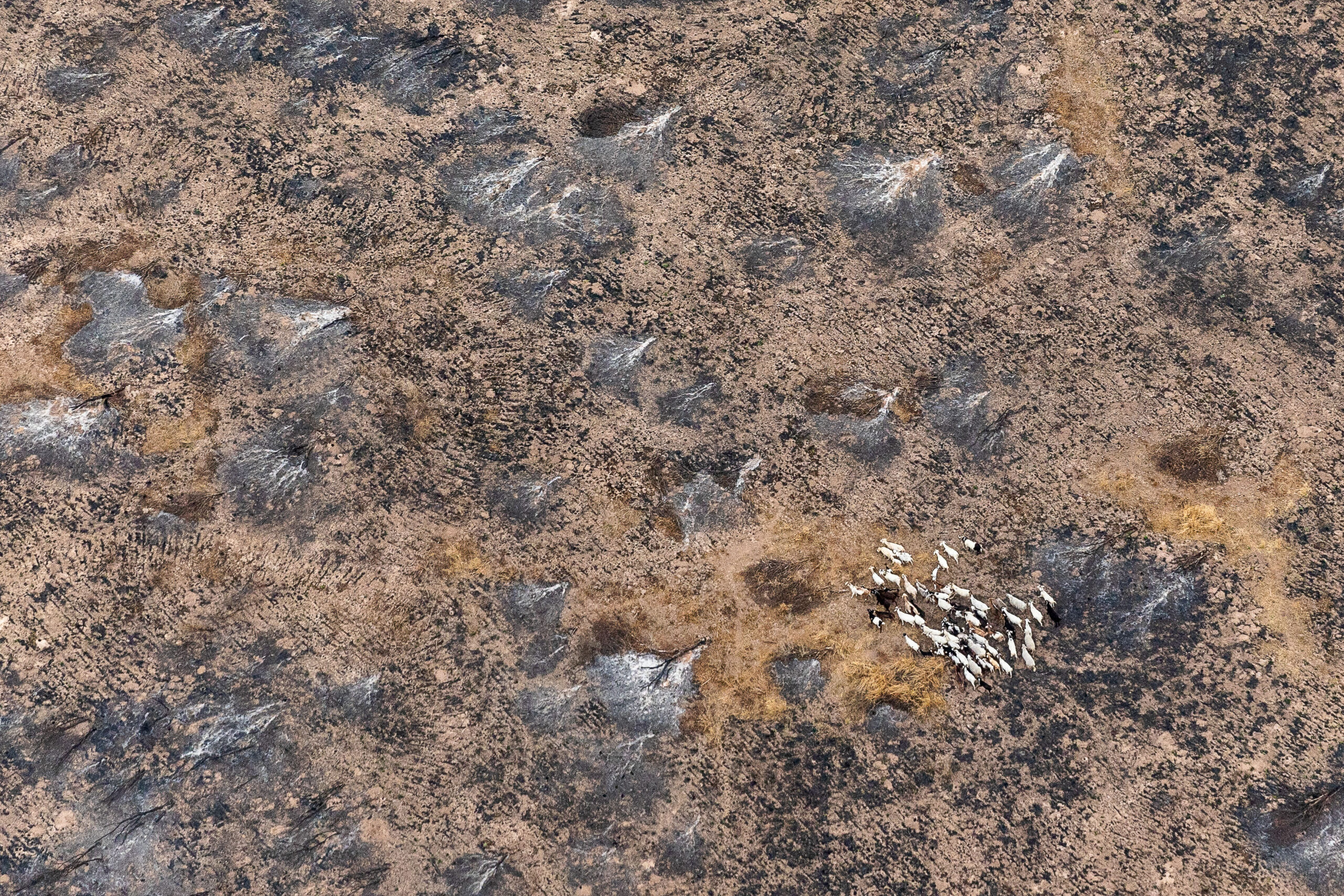 En seis meses se deforestaron ilegalmente 31.000 hectáreas en Santiago del Estero y Chaco, equivalente a una vez y media el tamaño de la ciudad de Buenos Aires imagen-8
