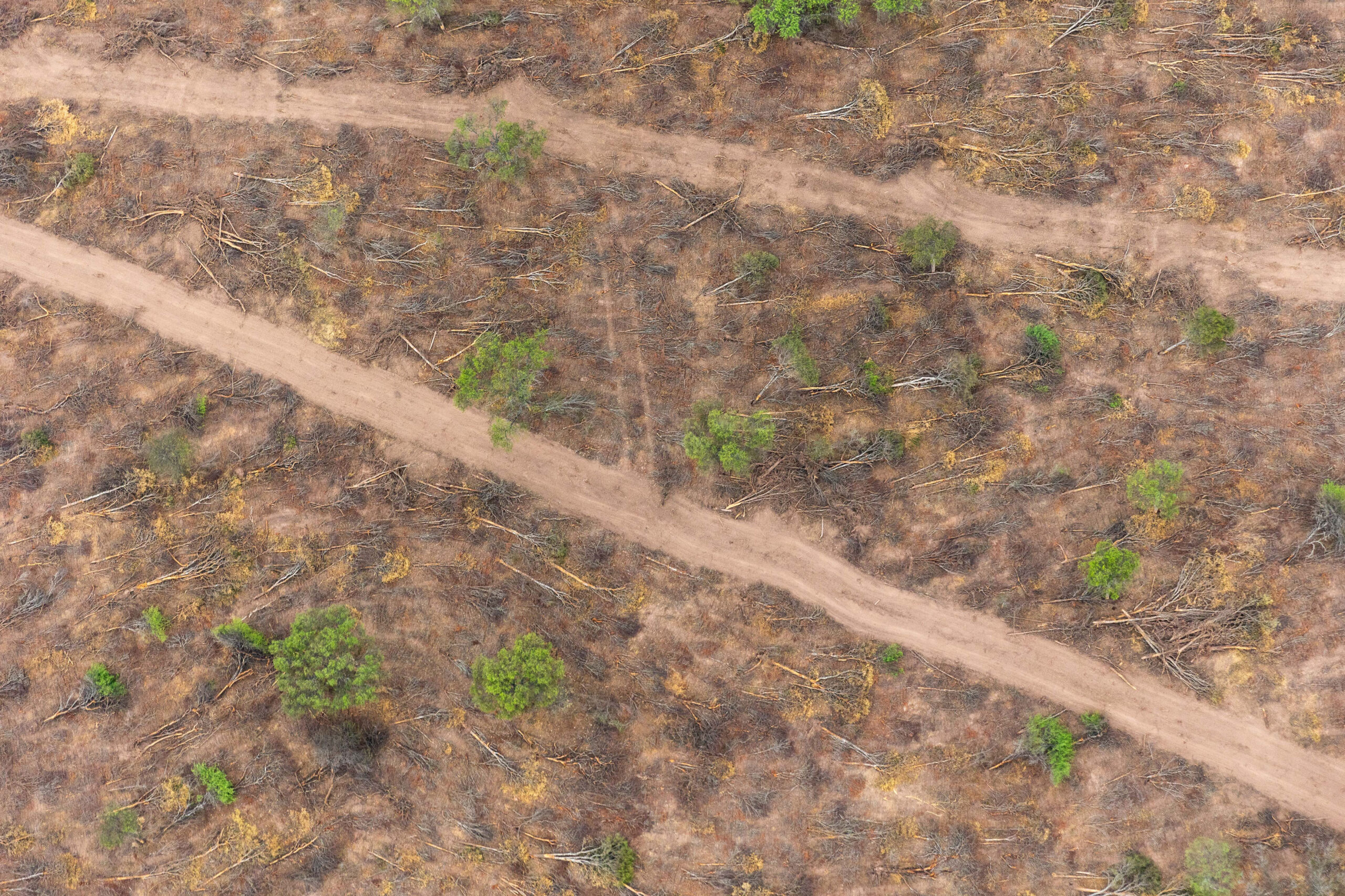 En seis meses se deforestaron ilegalmente 31.000 hectáreas en Santiago del Estero y Chaco, equivalente a una vez y media el tamaño de la ciudad de Buenos Aires imagen-6