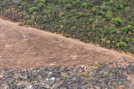 En seis meses se deforestaron ilegalmente 31.000 hectáreas en Santiago del Estero y Chaco, equivalente a una vez y media el tamaño de la ciudad de Buenos Aires imagen-7