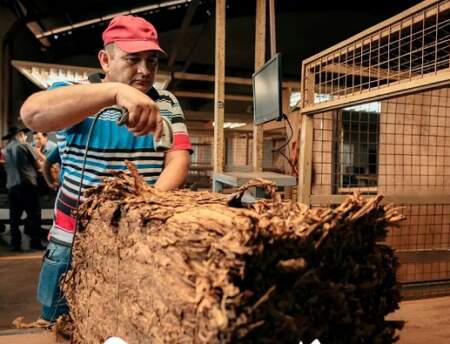 Nuevo pago tabacalero: más de $7.200 millones para productores, el próximo martes 15 imagen-7