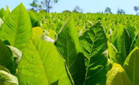 Misiones cerró la campaña tabacalera 2024/25 con más de 37 millones de kilos Burley acopiados imagen-9