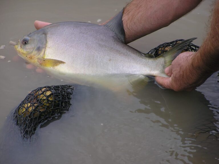 Misiones produjo casi un millón de kilos de pescado y consolida el crecimiento de su acuicultura imagen-26
