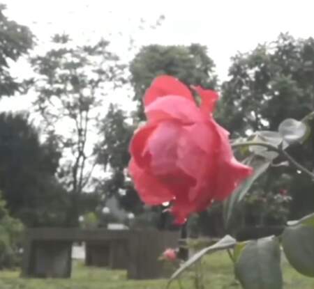 Impulso productivo: sancionan la ley que establece la Fiesta Provincial de la Rosa, en Arroyo del Medio imagen-1