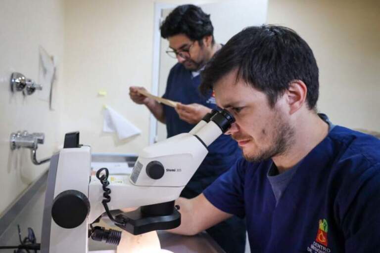 Misiones impulsa una red de vigilancia para prevenir enfermedades transmitidas por mosquitos imagen-23