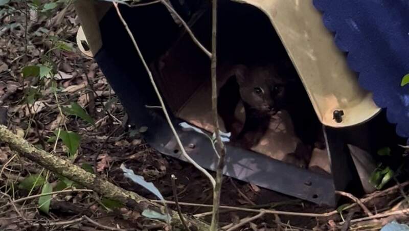 Liberaron a tres ejemplares de yaguarundí rehabilitados en el Parque Ecológico El Puma imagen-4