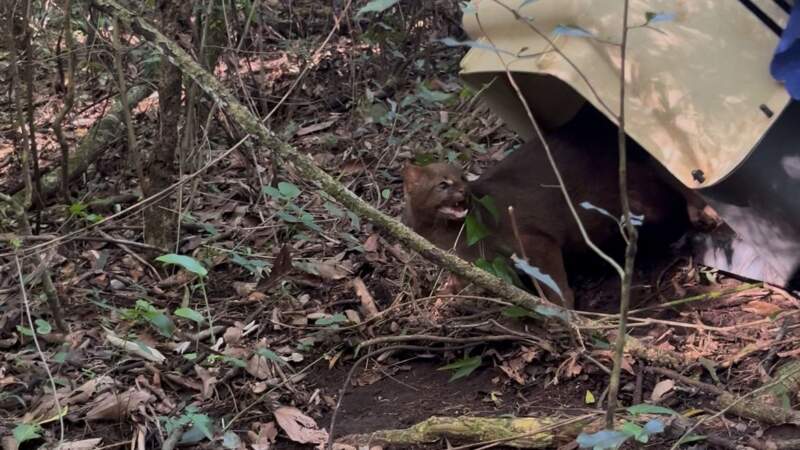 Liberaron a tres ejemplares de yaguarundí rehabilitados en el Parque Ecológico El Puma imagen-10