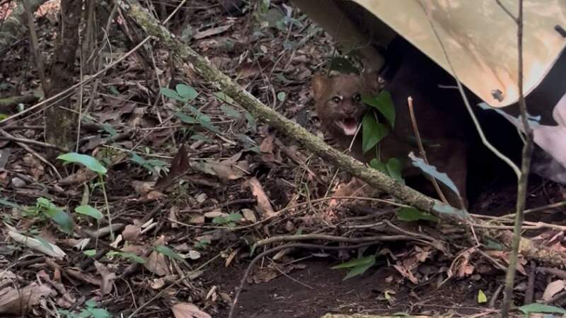 Liberaron a tres ejemplares de yaguarundí rehabilitados en el Parque Ecológico El Puma imagen-6