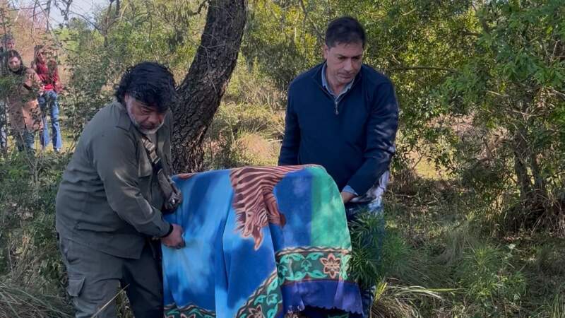 Liberaron a tres ejemplares de yaguarundí rehabilitados en el Parque Ecológico El Puma imagen-12