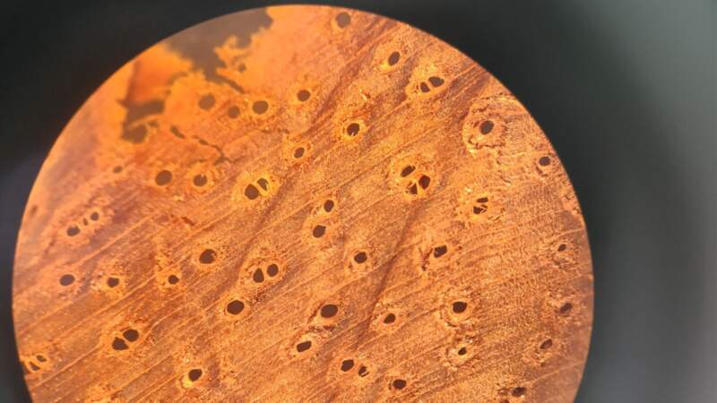 Con el objetivo de fortalecer el control forestal en Misiones, realizaron una capacitación en reconocimiento de maderas imagen-10