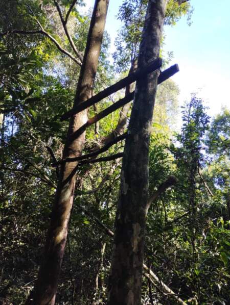 Guardaparques continúan con recorridas para prevenir la caza furtiva en el Parque Salto Encantado imagen-2
