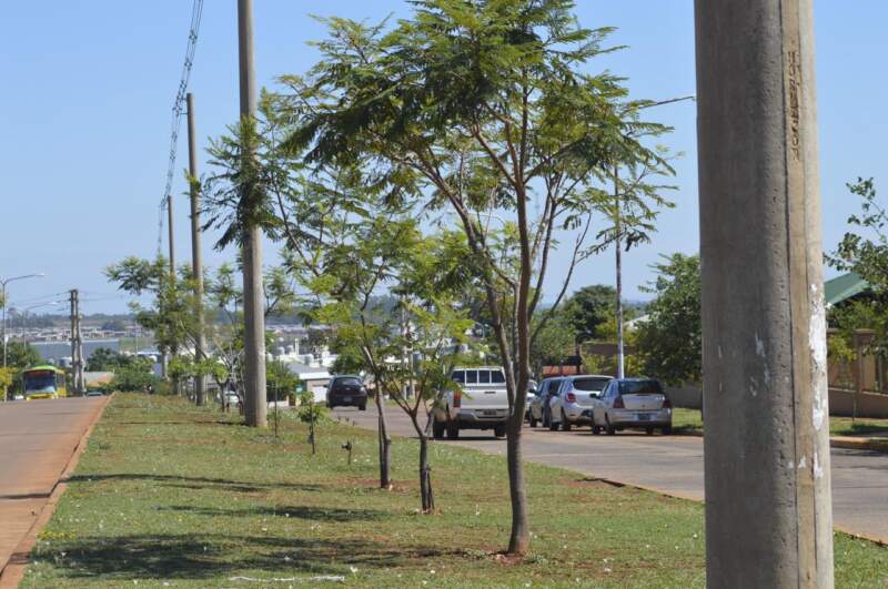 Plantaron 725 ejemplares arbóreos autóctonos en Itaembé Guazú imagen-2