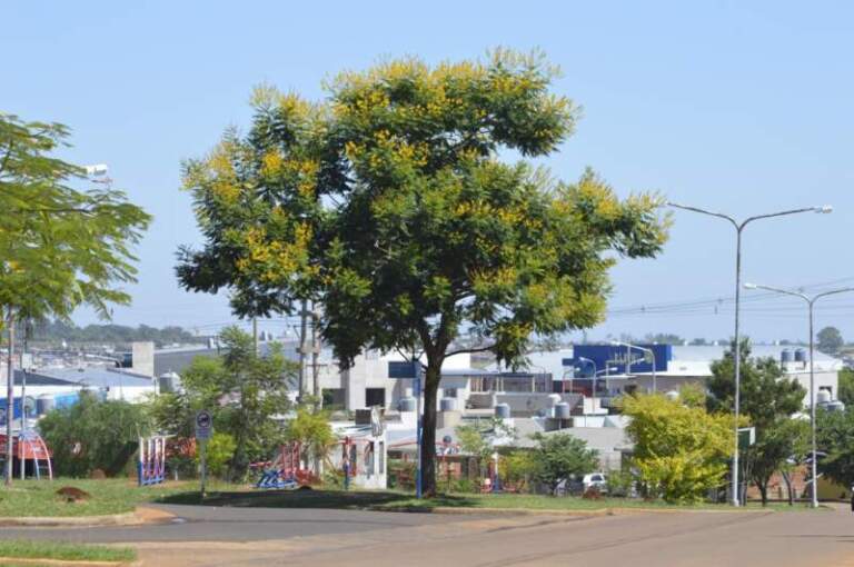 Plantaron 725 ejemplares arbóreos autóctonos en Itaembé Guazú imagen-2
