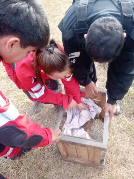 Rescatan animal silvestre lesionado, hallado a la vera de la ruta 7 imagen-7