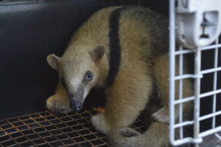 Un oso melero rescatado fue reinsertado en su hábitat natural imagen-1