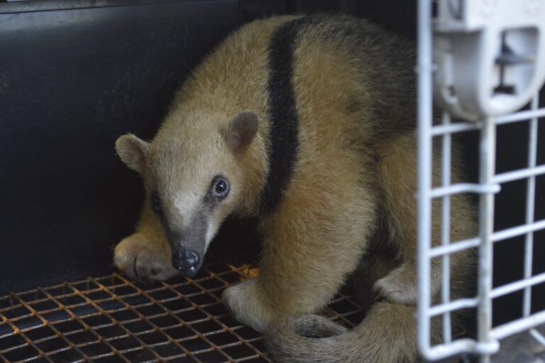Un oso melero rescatado fue reinsertado en su hábitat natural imagen-13