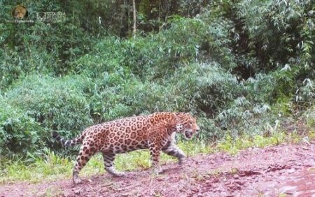 Iguazú: por la presencia de yaguaretés, analizan diversas acciones para la zona de las 2.000 Hectáreas imagen-7