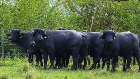 El búfalo avanza como opción estratégica en el norte argentino imagen-4